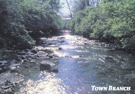 town-branch-creek