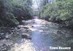 town-branch-creek